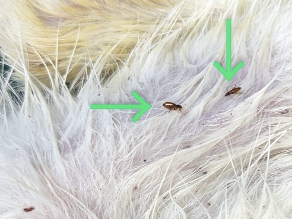 夏が過ぎてもノミの予防をしましょう!|野田市の動物病院「伊藤動物病院 野田分院」